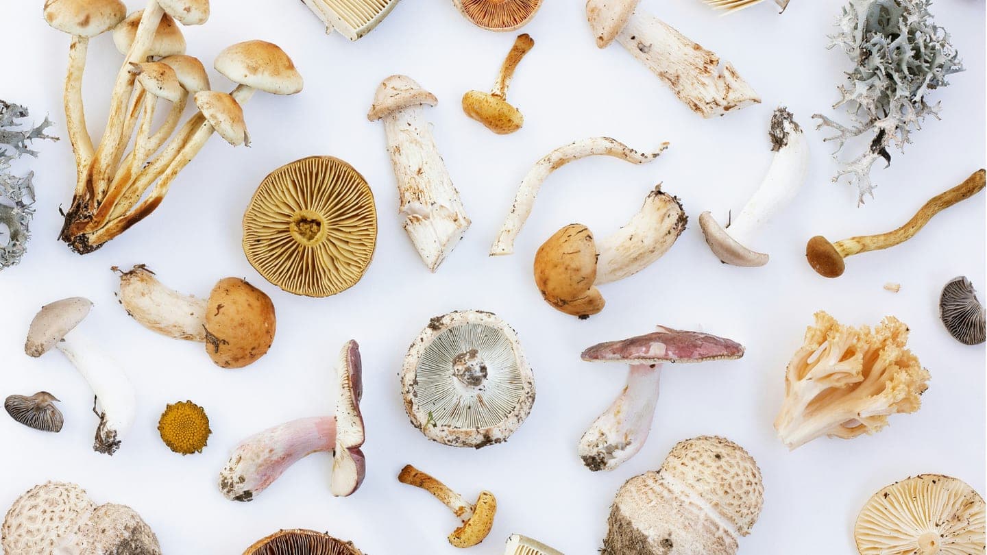Champignons adaptogènes : bienfaits et guide complet
