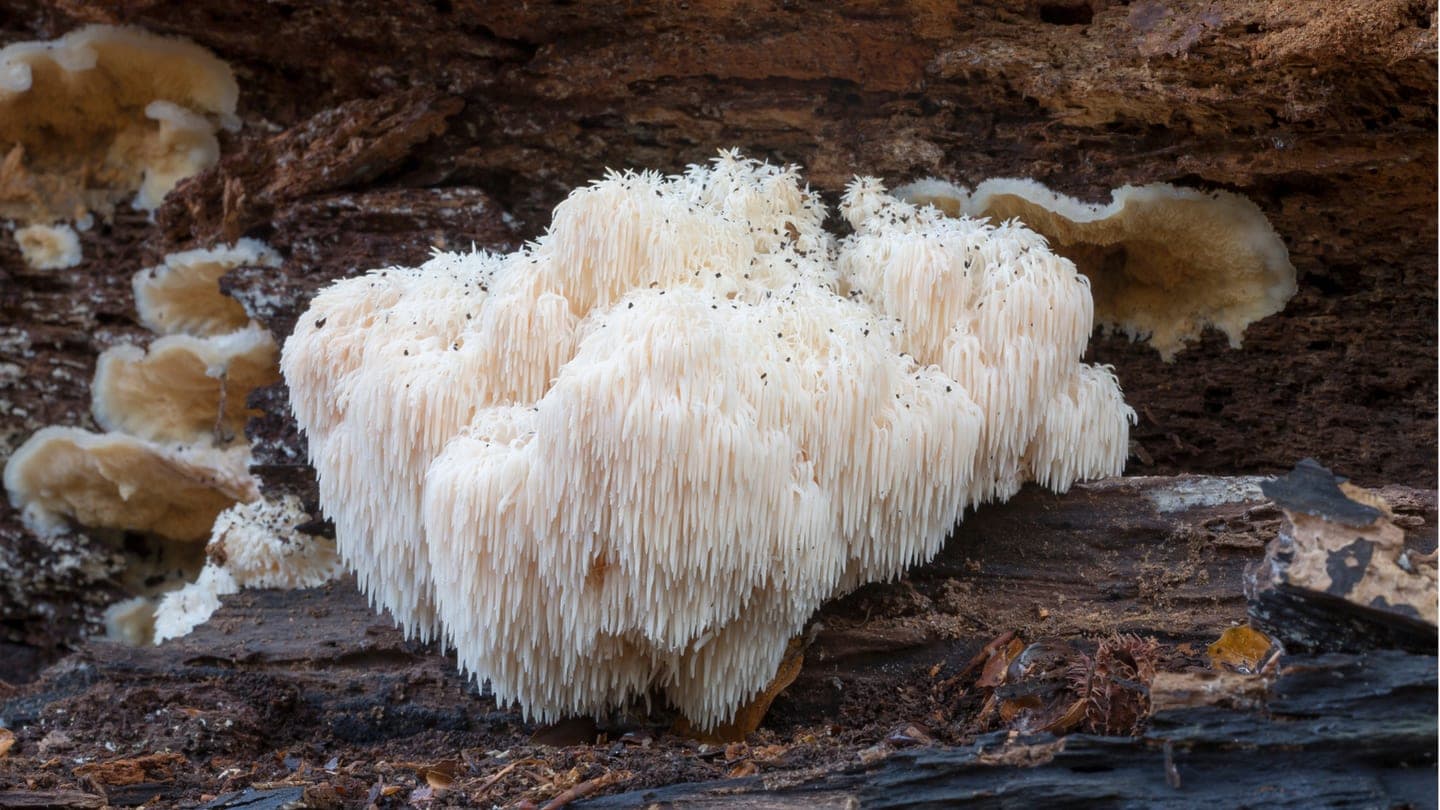 Lion's Mane : ce que la recherche montre vraiment sur la mémoire et la concentration