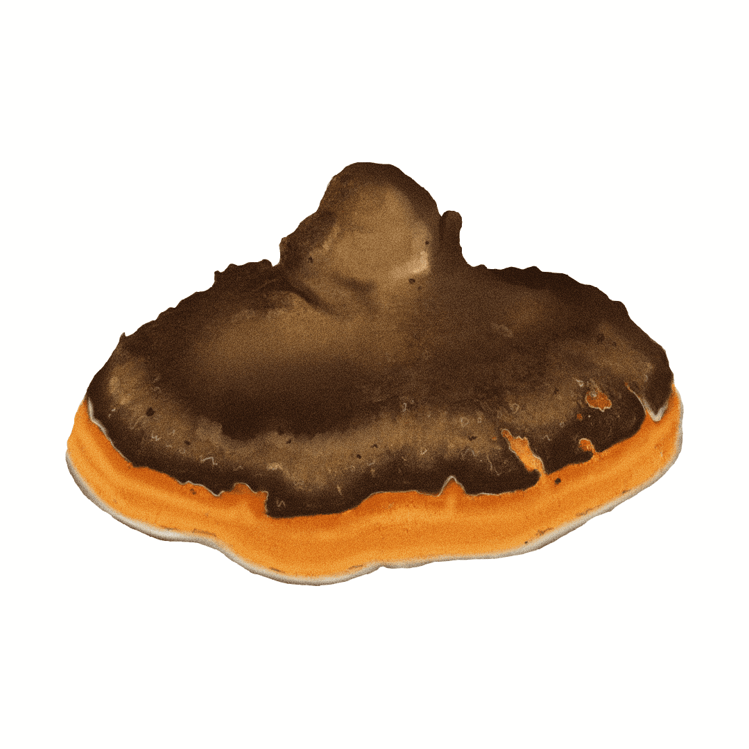 Chaga (Inonotus obliquus)