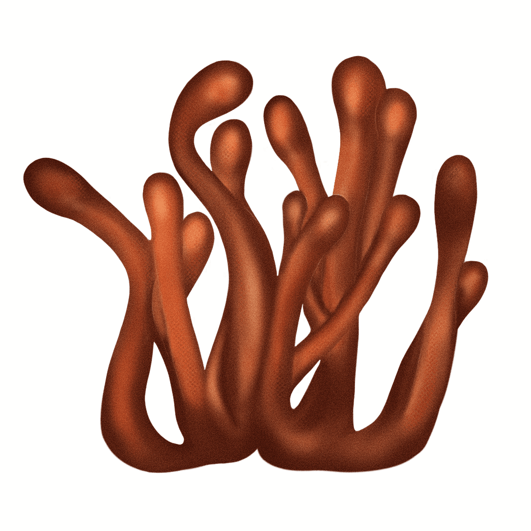 Cordyceps (Cordyceps militaris)