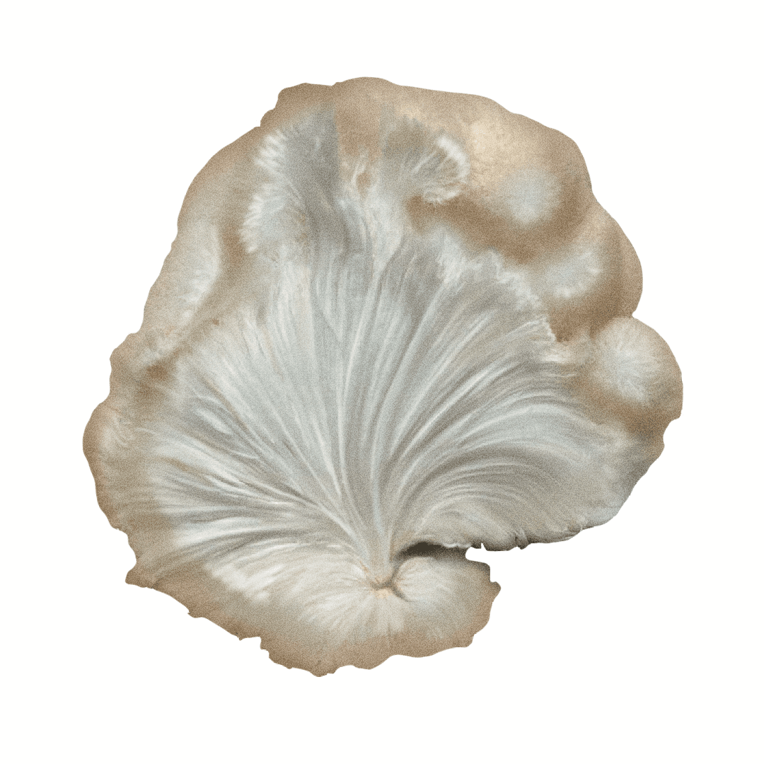 Lion's Mane (Hericium erinaceus)