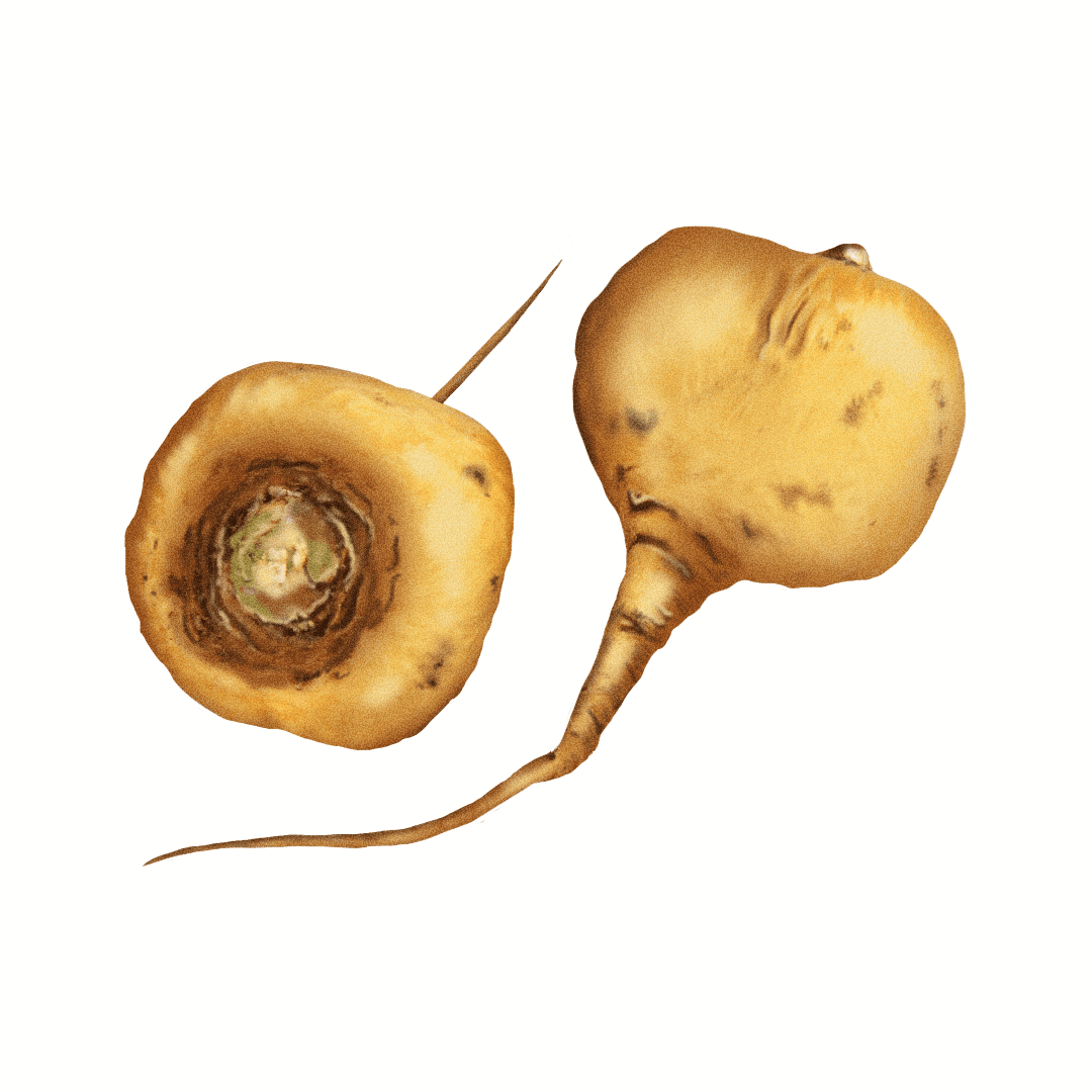 Maca (Lepidium meyenii)