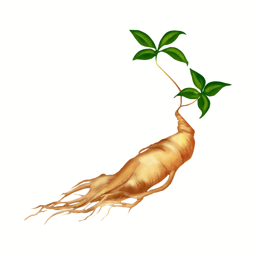 Panax Ginseng (Panax ginseng)