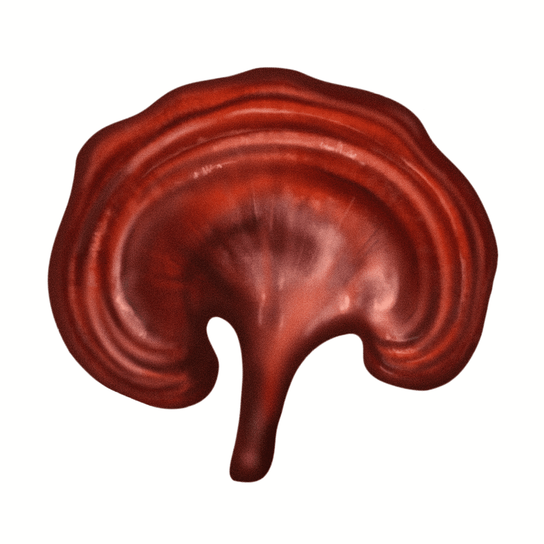 Reishi (Ganoderma lucidum)