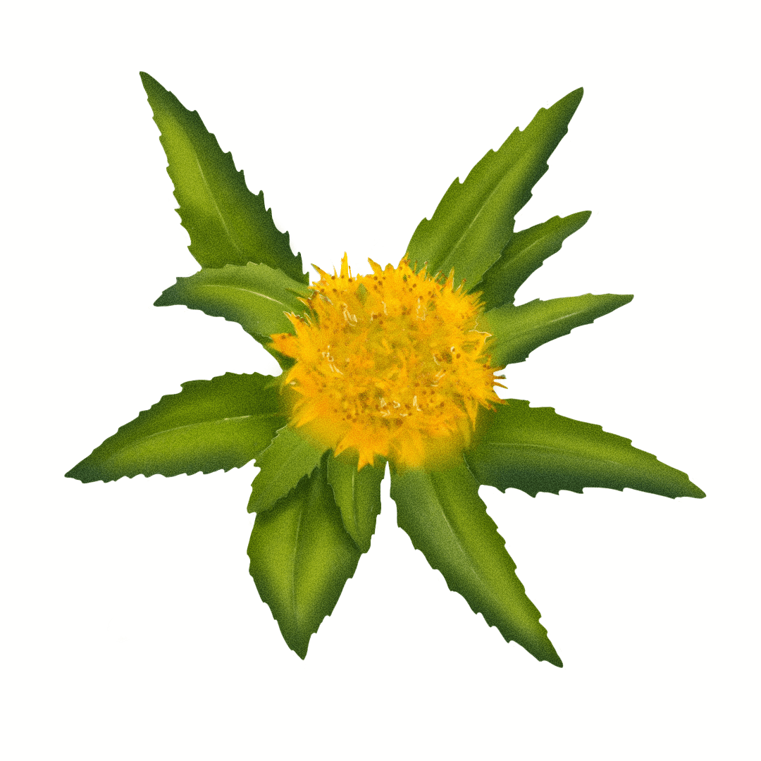 Rhodiola Rosea (Rhodiola rosea)