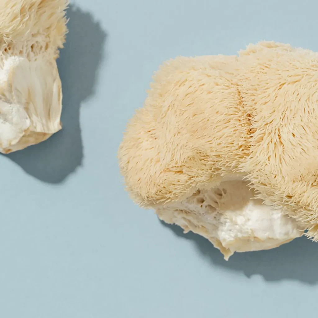 An image of two lion's mane mushrooms.